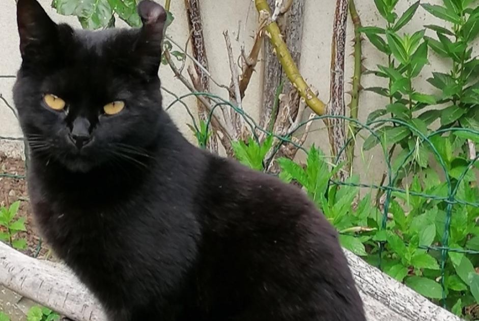 Alerte Disparition Chat  Femelle , 6 ans Merri France