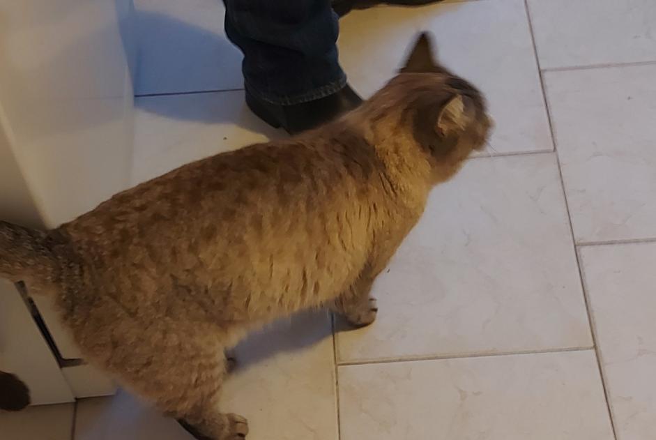 Alerte Disparition Chat croisement  Femelle , 4 ans La Selle-la-Forge France